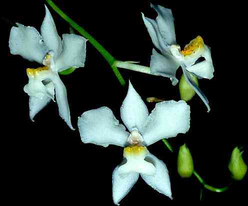 Osmoglossum pulchellum